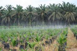 Medium_2309-101416-nigeria-norsworthy-farms-agro-allied-veut-acquerir-600-hectares-pour-etendre-sa-palmeraie-dans-l-etat-du-delta_m