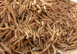 Medium_cassava-laoindochinagroup