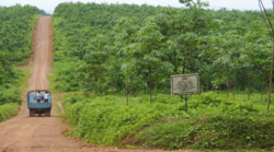 Medium_salala-rubber-plantation