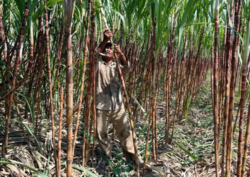 Medium_cambodian_villagers_challenge_sugar_giant_in_thai_court