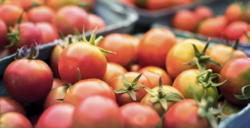 Medium_moroccan-government-exports-market-issues-to-blame-for-soaring-tomato-prices-800x327