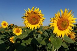 Medium_sunflower