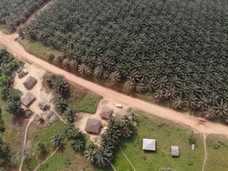 Medium_oil-palm