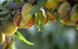 Medium_almonds-header