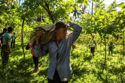 Medium_20230619-mayon-daraga-farmers-jc7964