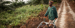 Medium_oil-palm-harvest-2400x890-1