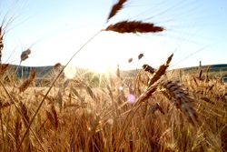 Medium_agriculture-protegeons_nos_territoires_agricoles-coucher_soleil_champs_landscape-wheat-horizon_ali-yilmaz-hbyrby8evmc-unsplash_2023-11-09-213259_cmwl