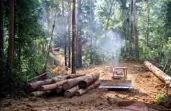 Medium_chasing-shadows-bulldozing-logs-central-kalimantan-greenpeace