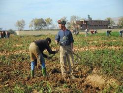 Medium_agriculture_copy