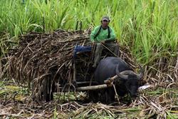 Medium_sugarcane-farmer-george-cabig