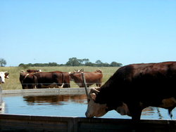 Medium_land_and_ranches_for_sale_in_argentina