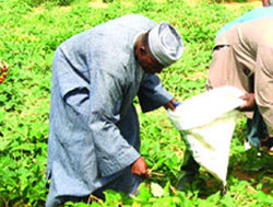 Medium_agriculteur-senegal