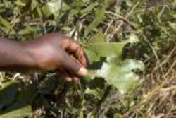 Medium_jatophra leaves