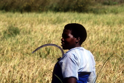 Medium_agriculutere