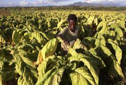 Medium_agricultor_cosecha_hojas_tabaco