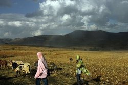 Medium_ethiopia_land_grab