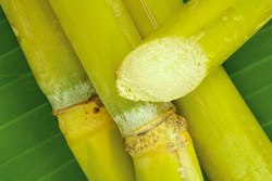 Medium_bigstockphoto_tropical_raw_sugar_cane_1785700-720055