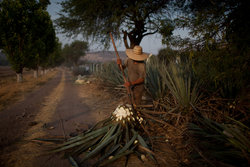 Medium_agave-farming