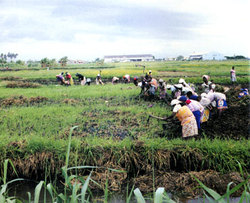 Medium_campo-arroz01
