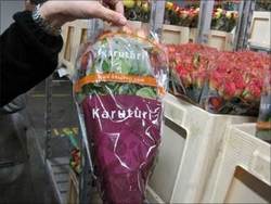 Medium_21rose9