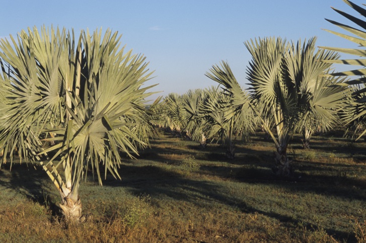 Original_palme