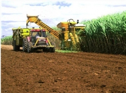 Medium_agricultural_sugar__sudan