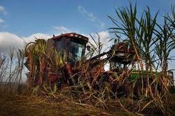 Medium_images mitr phol