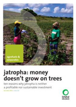 Medium_original_jatropha_report_large_jan2011