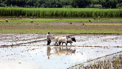 Medium_20120123_landgrabbing_gross