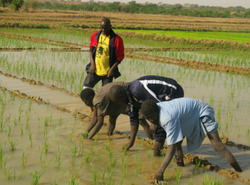 Medium_riziculture-benin