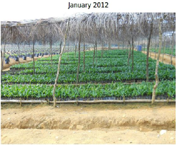 Medium_pepiniere sgsoc janv 2012