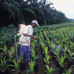 Medium_plantation_de_palmiers_a_huile140212300