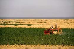 Medium_ethiopia-farm-picture