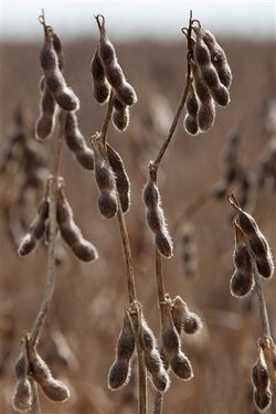 Medium_brazil-soybean-harvest-2009-3-5-23-35-42