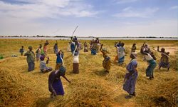 Medium_rice-harvest-near-timbukt-008