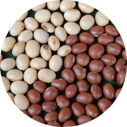 Medium_cropped-soybean