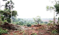 Medium_mdg--landgrab-in-uganda-k-007