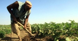 Medium_sudanagriculturereuters