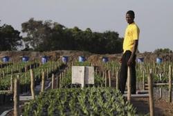 Medium_socfin-agricultural-palm-seedlings