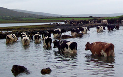 Medium_farming-burren