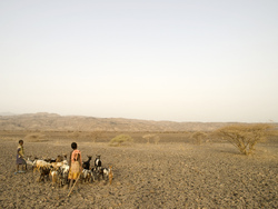 Medium_medium_herding-goats-in-ethiopia