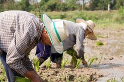 Medium_9017535-thai-farmers-rice-to-eat-and-export