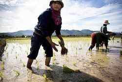 Medium_thai-farmer