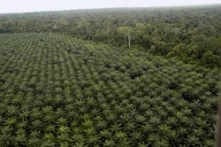 Medium_oil-palm-plantation-vl