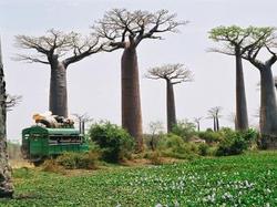 Medium_des baobabs_0