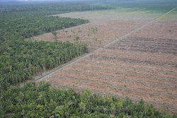 Medium_papua-province-forest-indonesia