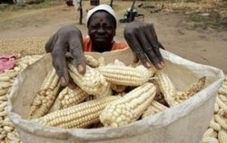 Medium_zimbabwe_maize-300x189