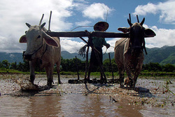 Medium_0706-burma-myanmar-rice_full_600