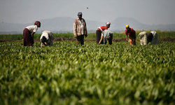 Medium_mdg--land-grab-in-ethiopi-007