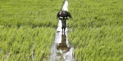 Medium_agriculture-480x238